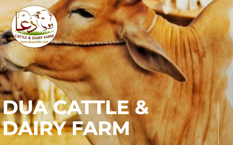 Dua Cattle & Dairy Farm<br>
We have been serving as one of the finest cattle farms in Pakistan since 2018. We have successfully won the trust of masses over the past one decade. Our aim is to provide healthy farm animals to the Muslims across the country during the occasion of Eid-Ul-Adha.
Tools and Technologies: Frontend and Backend Development build in PHP, MySQL, Jquery, HTML5, CCS3, Bootstrap, API Integration